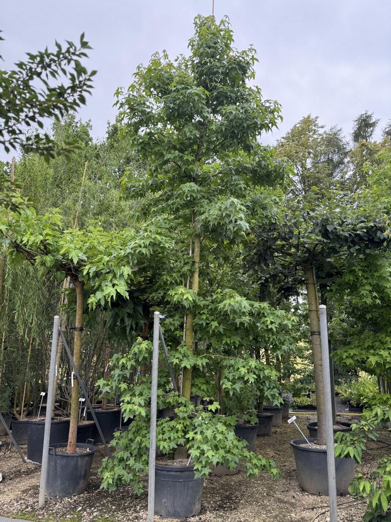 Liquidambar styraciflua