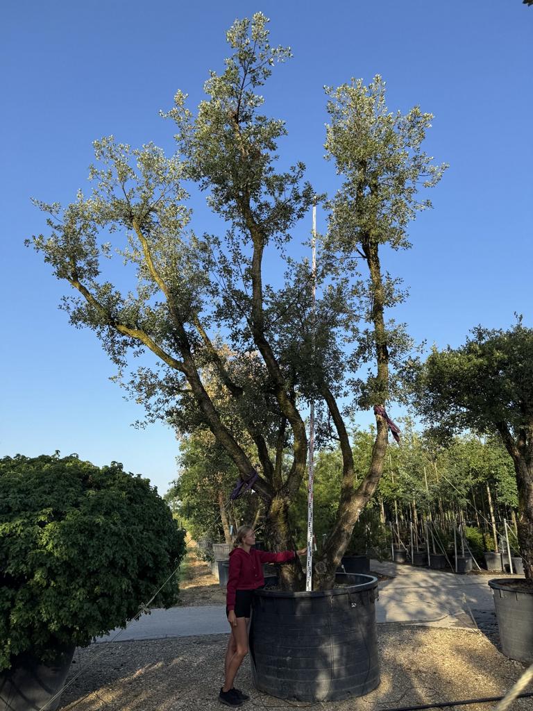 Quercus suber
