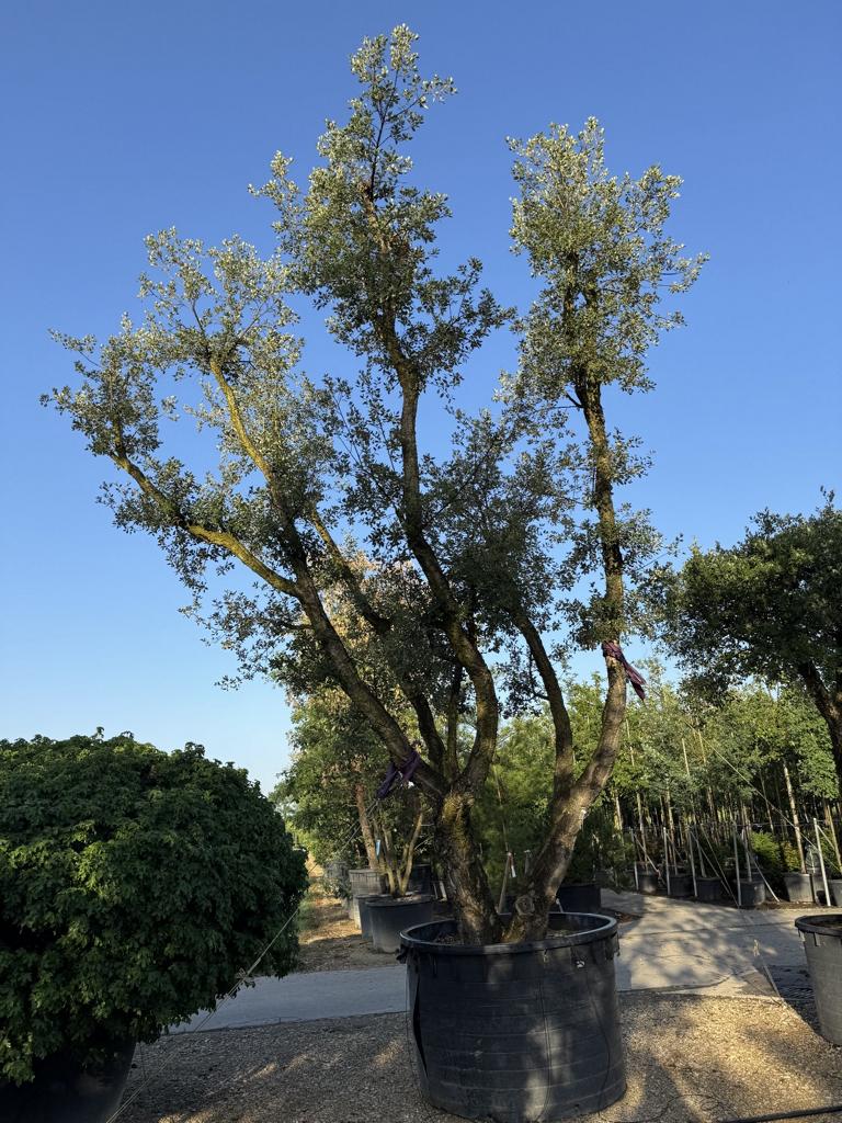 Quercus suber