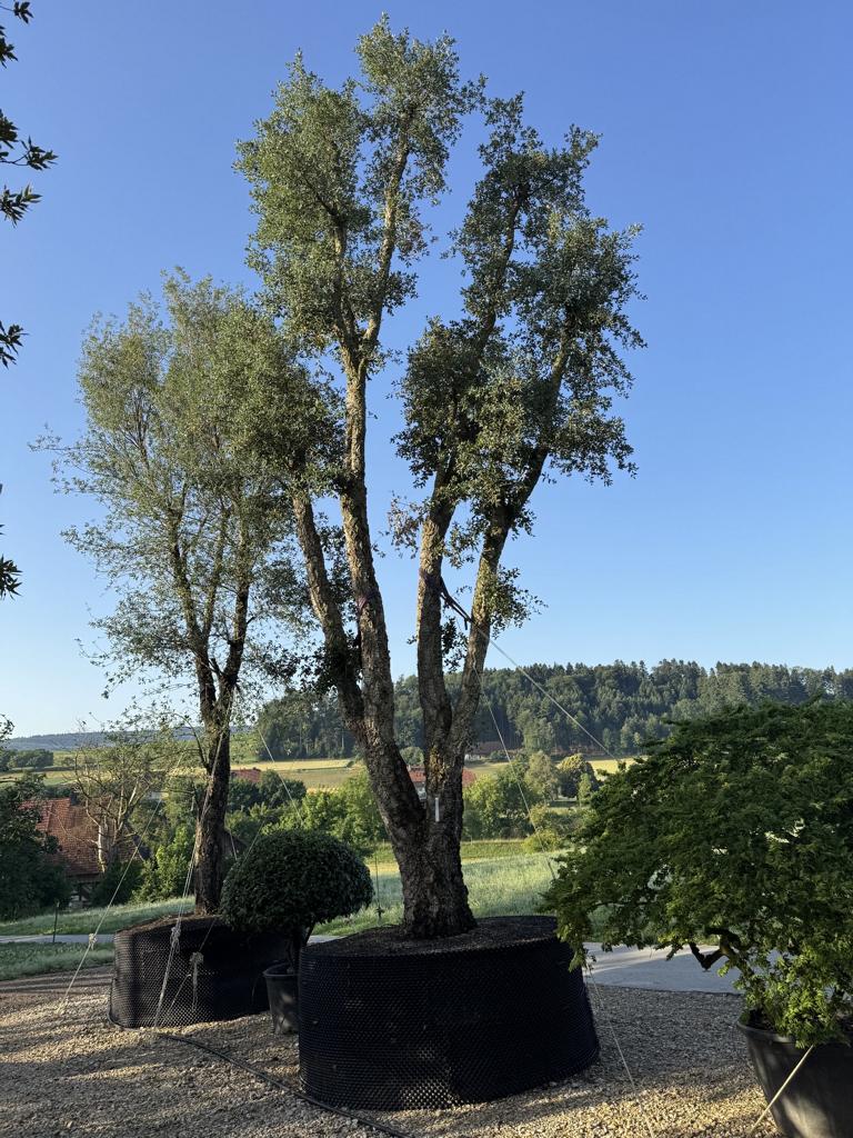 Quercus suber