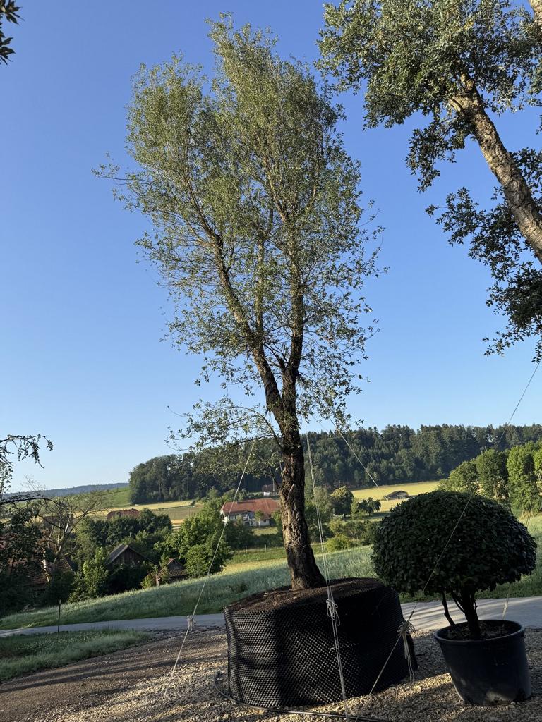 Quercus suber