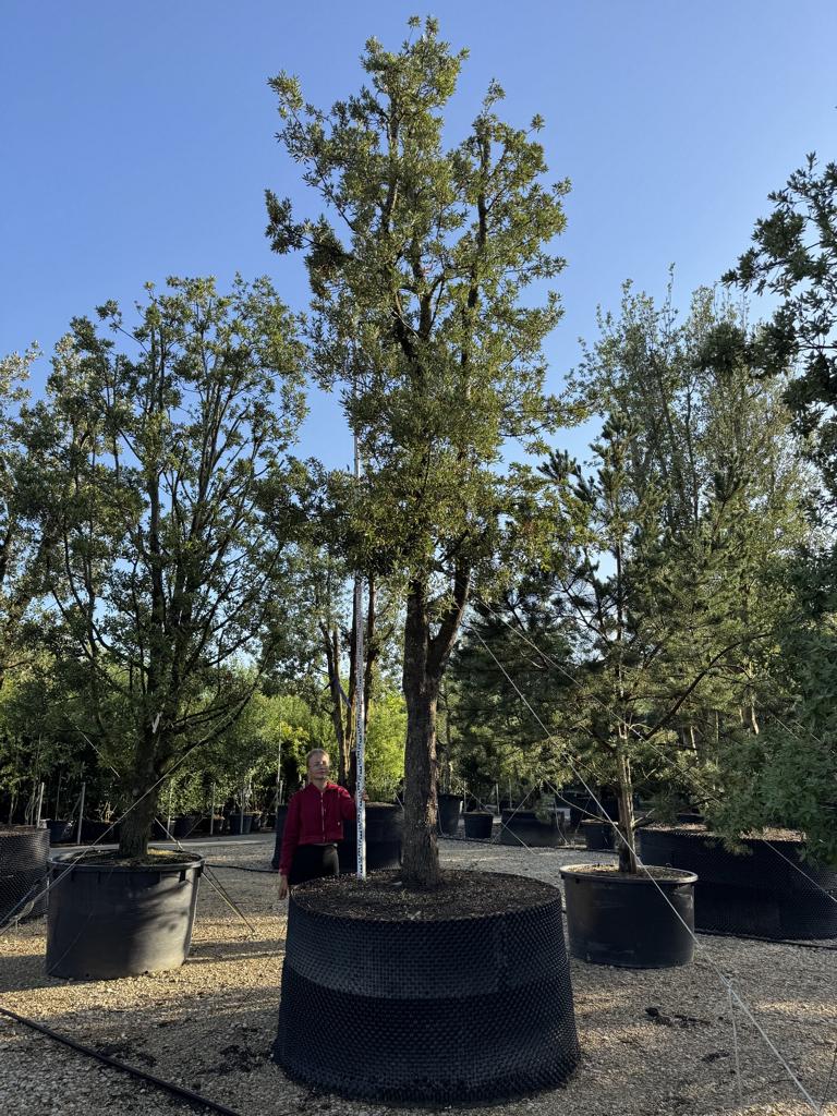 Quercus ilex