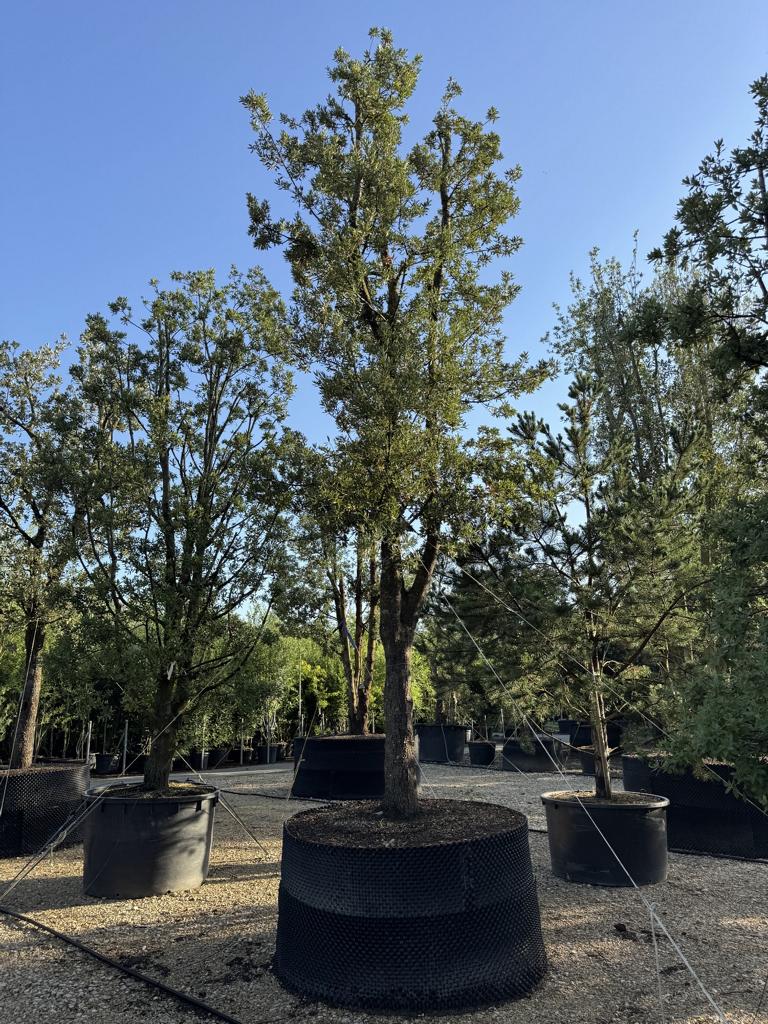 Quercus ilex
