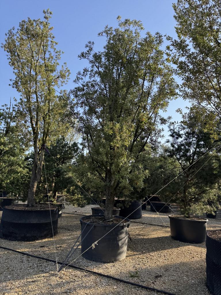 Quercus ilex
