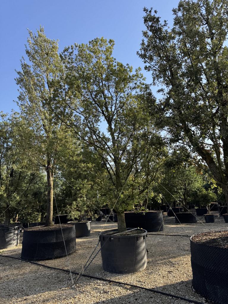 Quercus ilex