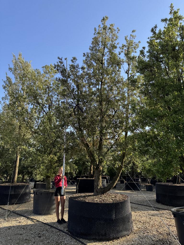 Quercus ilex