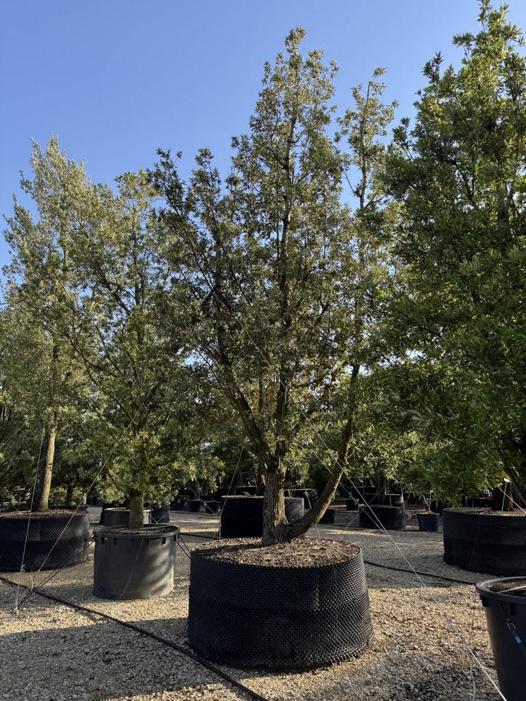 Quercus ilex