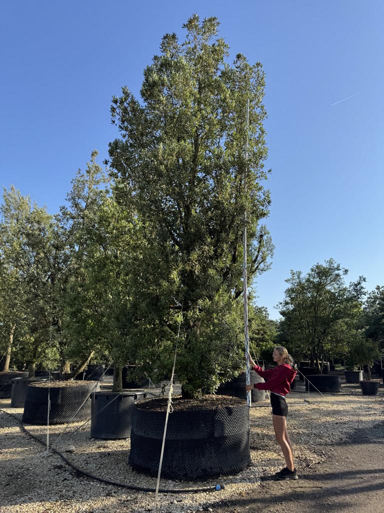 Quercus ilex