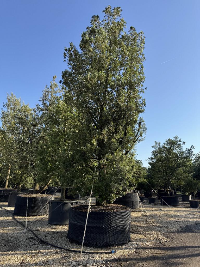 Quercus ilex
