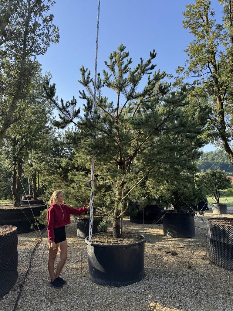 Pinus sylvestris