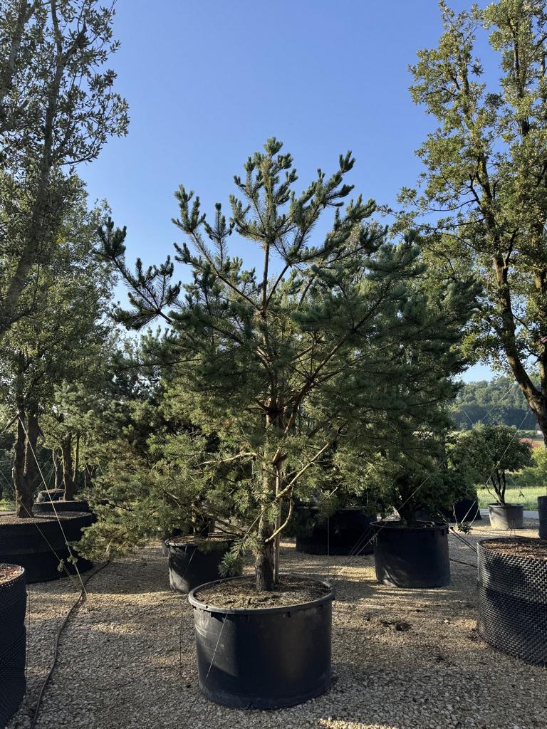 Pinus sylvestris