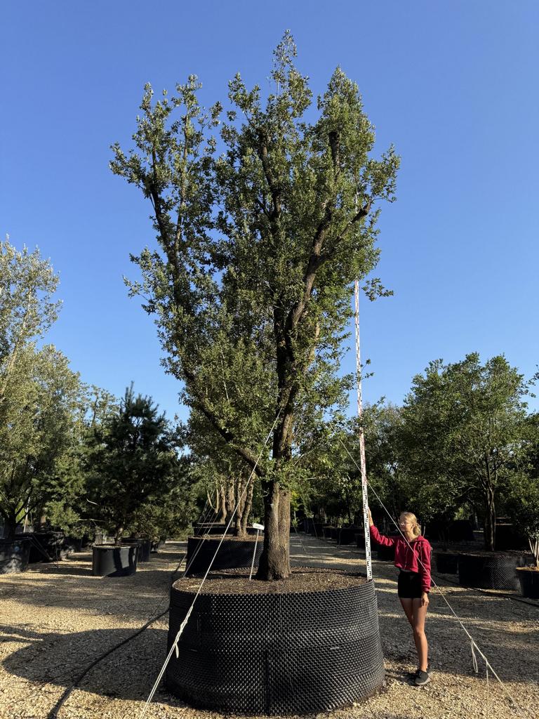Quercus ilex