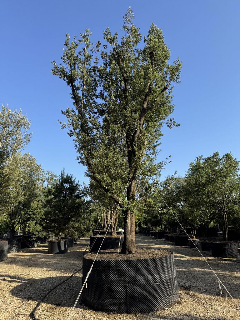 Quercus ilex