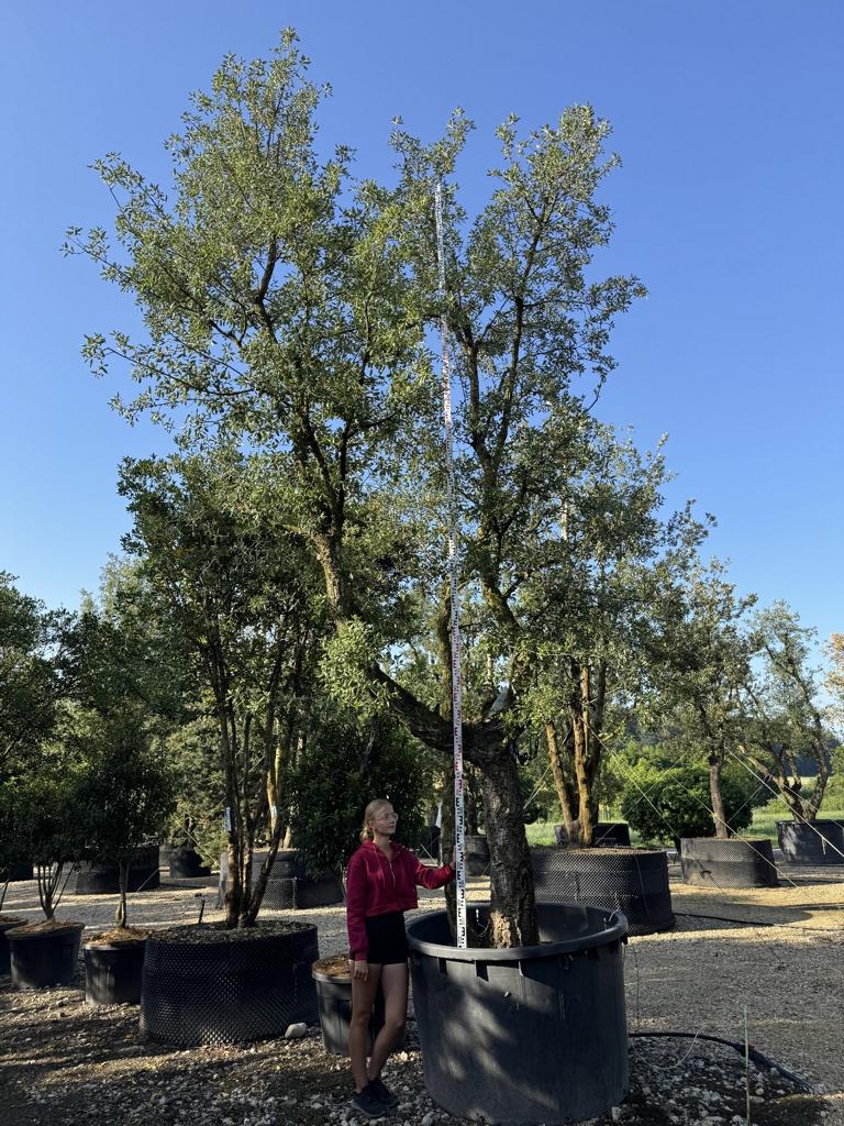 Quercus suber