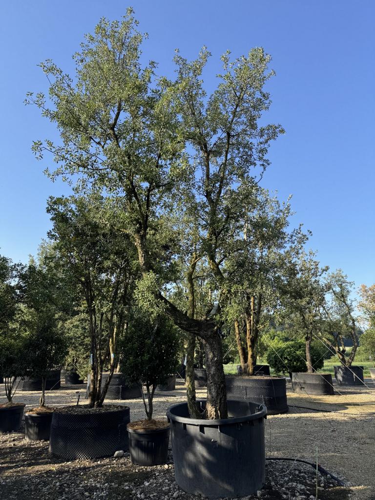 Quercus suber