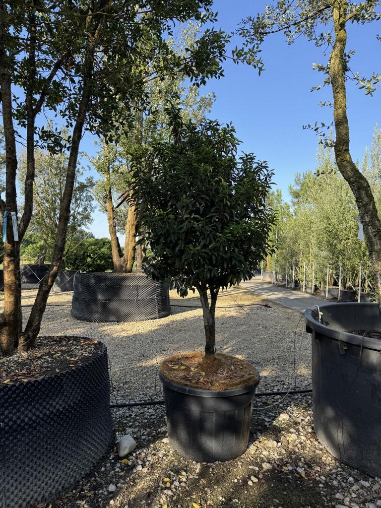 Prunus lusitanica 'Angustifolia' Dachform