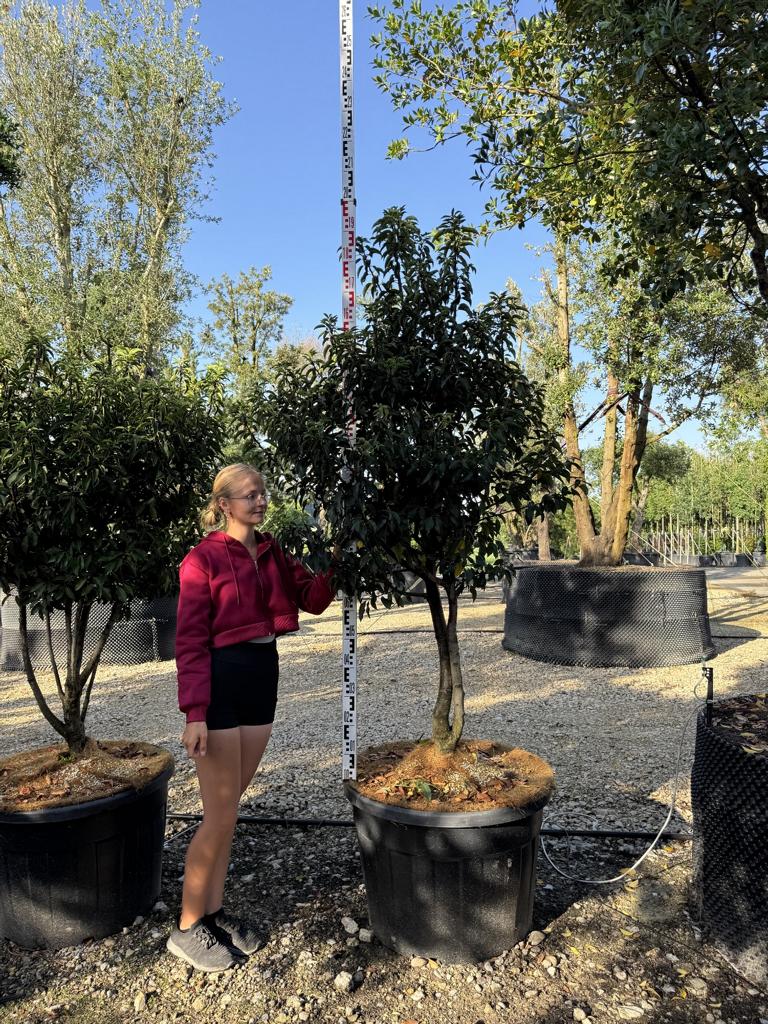 Prunus lusitanica 'Angustifolia' Dachform