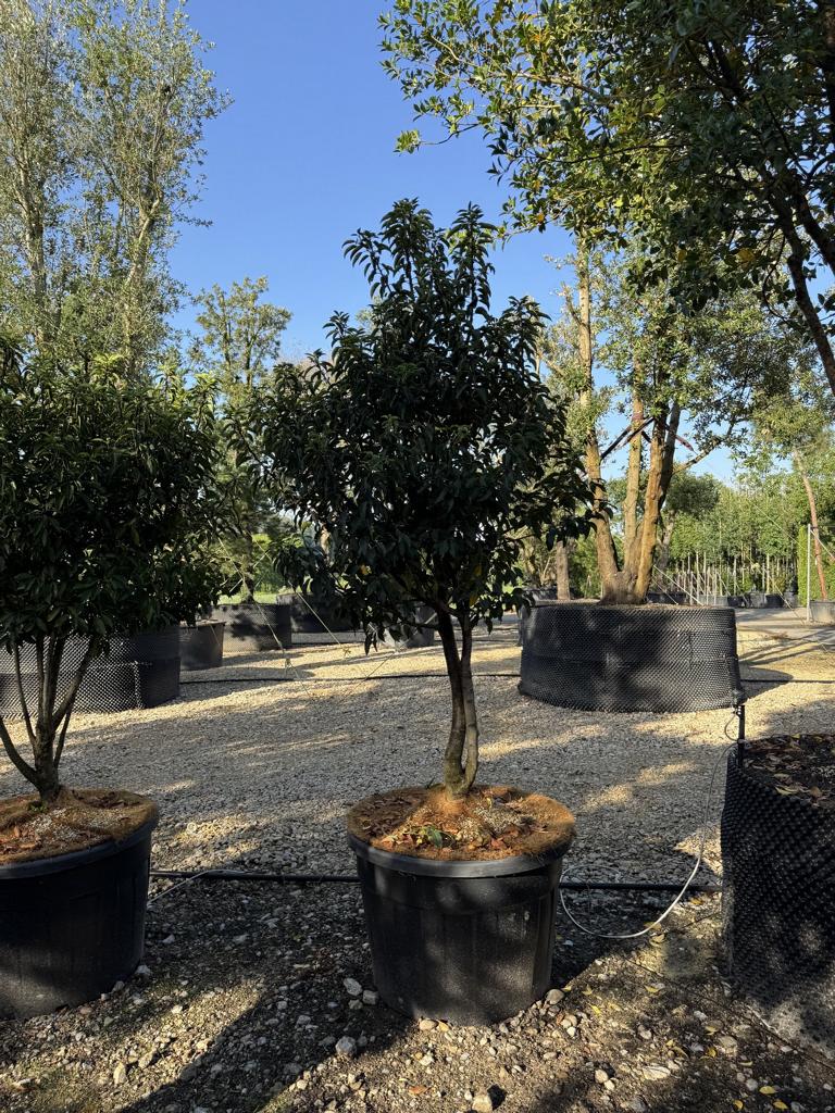 Prunus lusitanica 'Angustifolia' Dachform