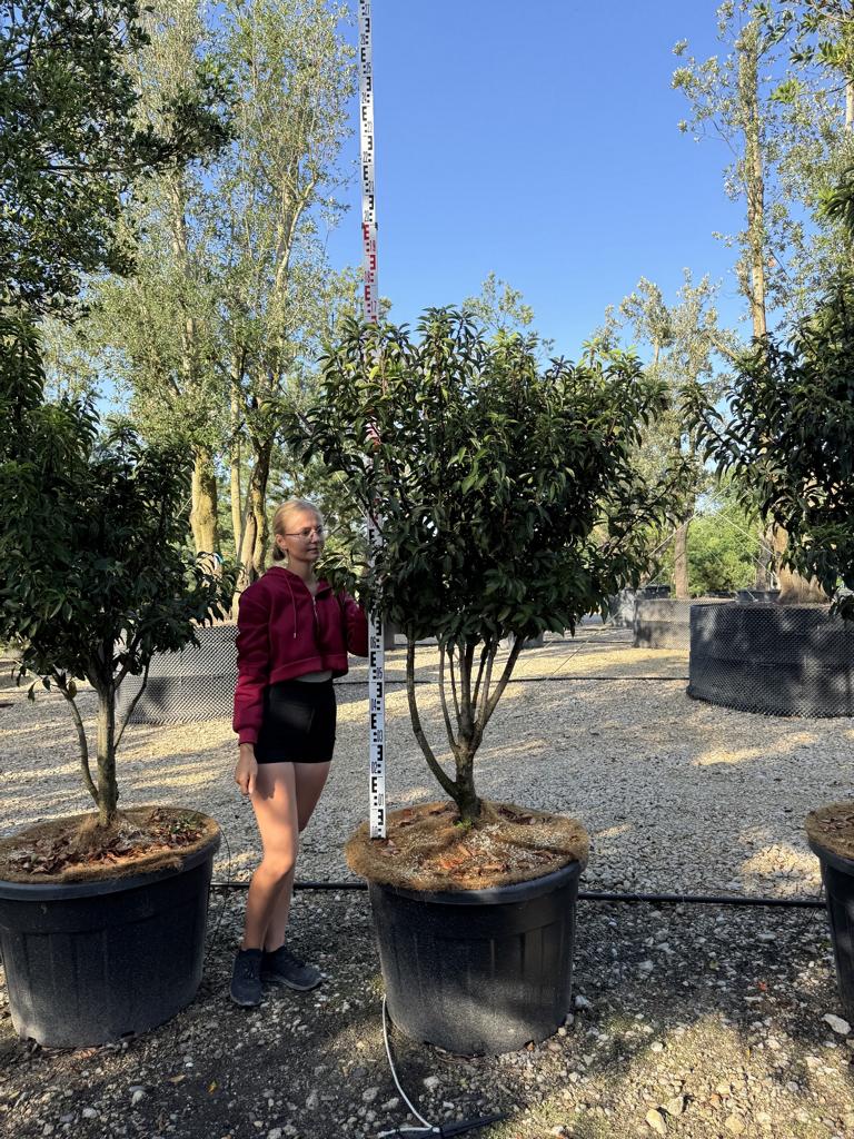 Prunus lusitanica 'Angustifolia' Dachform