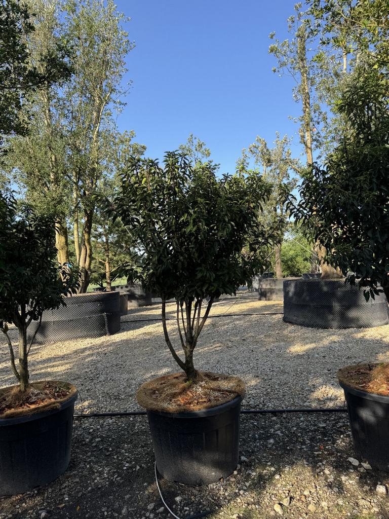 Prunus lusitanica 'Angustifolia' Dachform