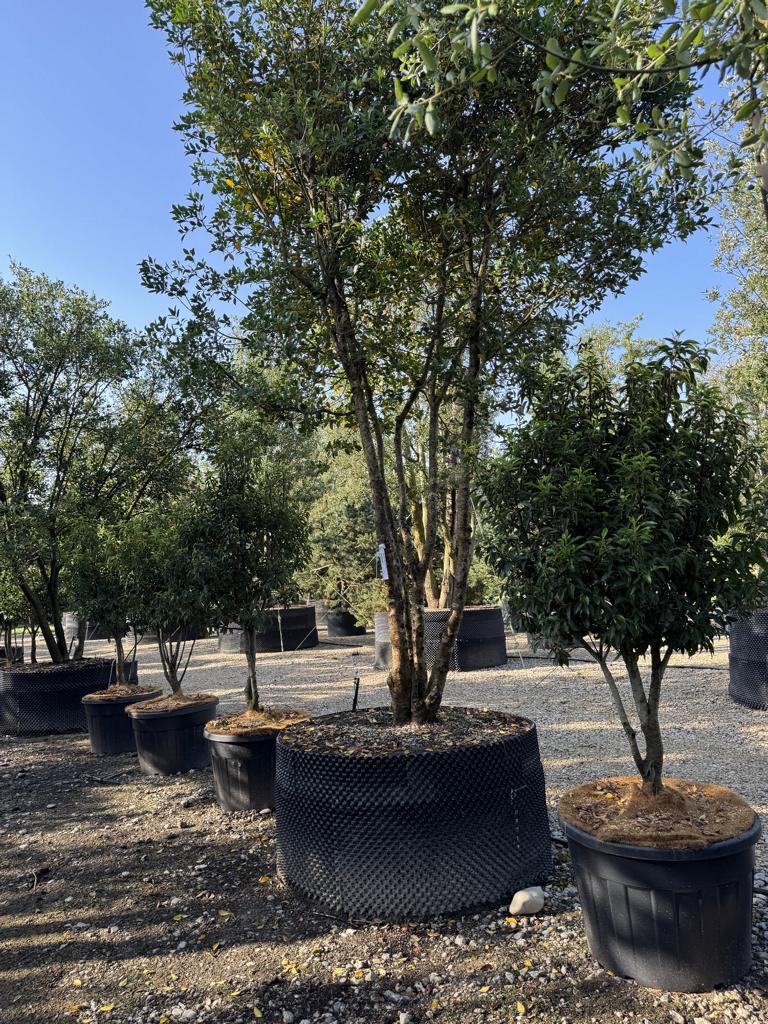 Prunus lusitanica 'Angustifolia' Dachform