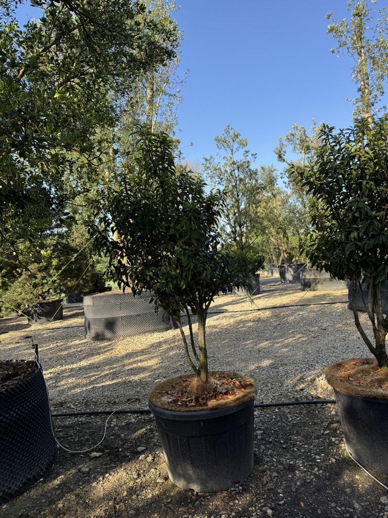 Prunus lusitanica 'Angustifolia' Dachform