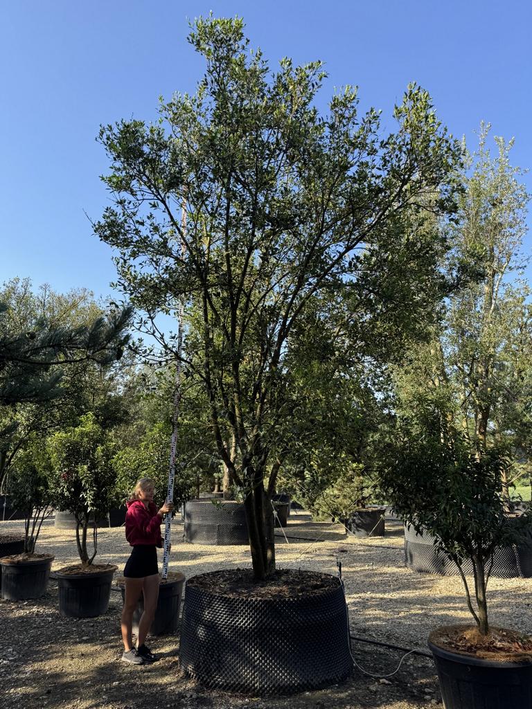 Osmanthus heterophyllus Schirmform