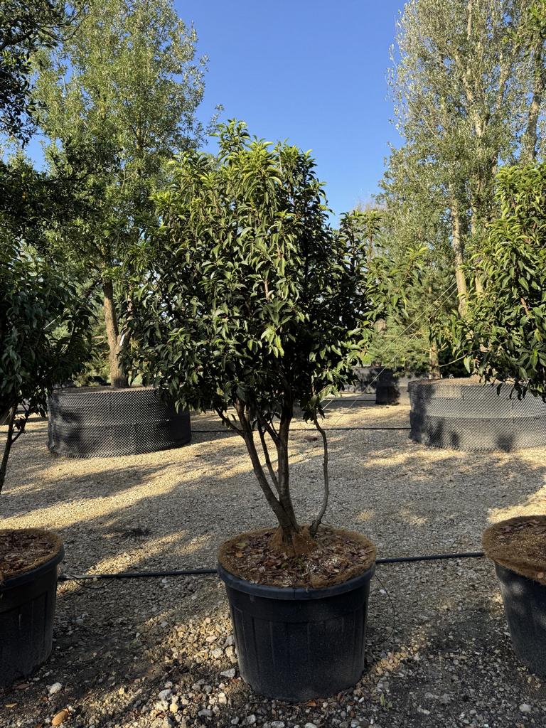 Prunus lusitanica 'Angustifolia' Dachform