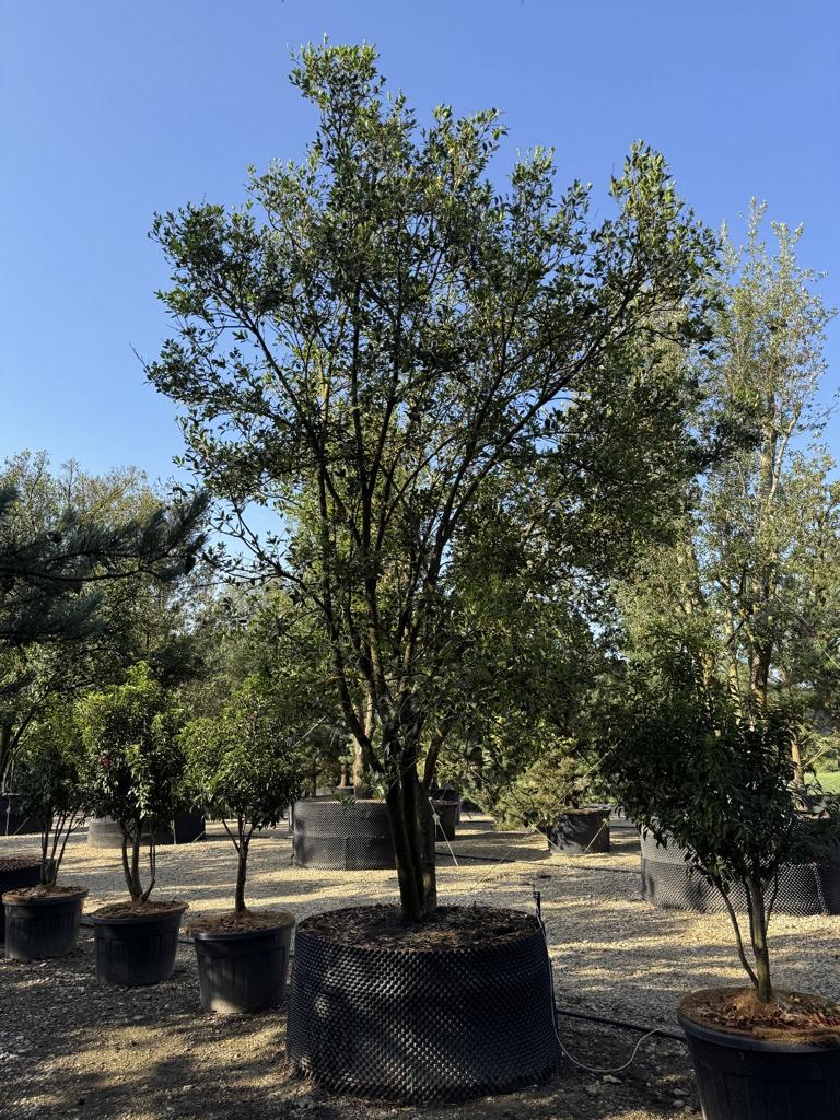 Osmanthus heterophyllus Schirmform