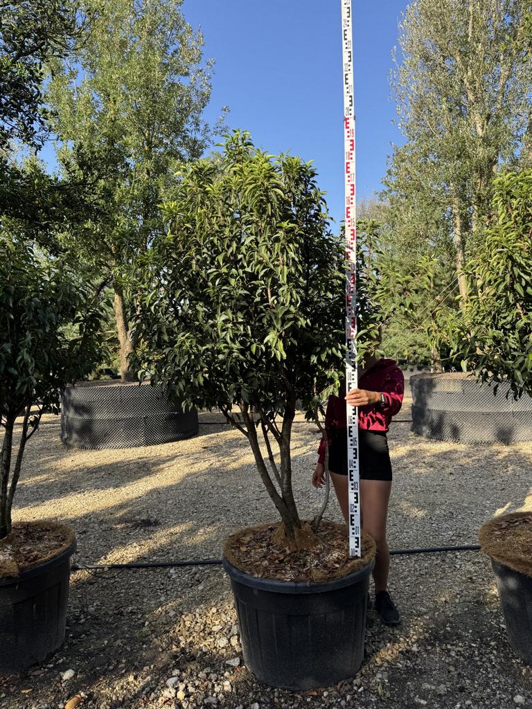 Prunus lusitanica 'Angustifolia' Dachform