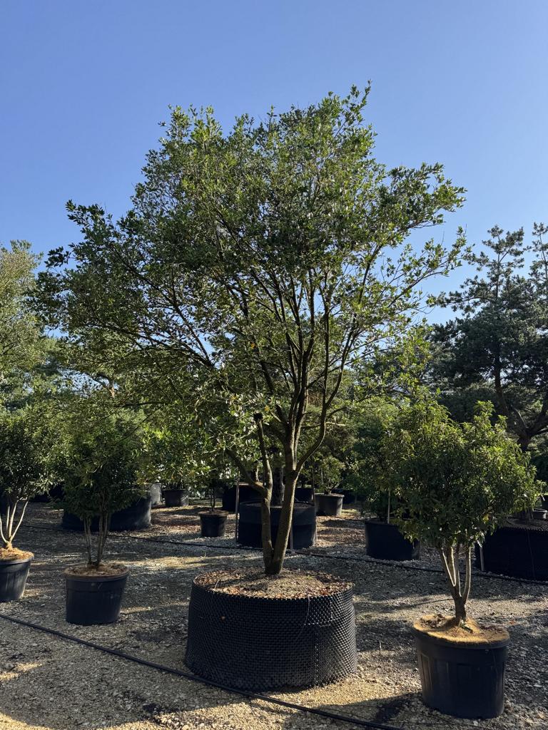 Osmanthus heterophyllus Schirmform
