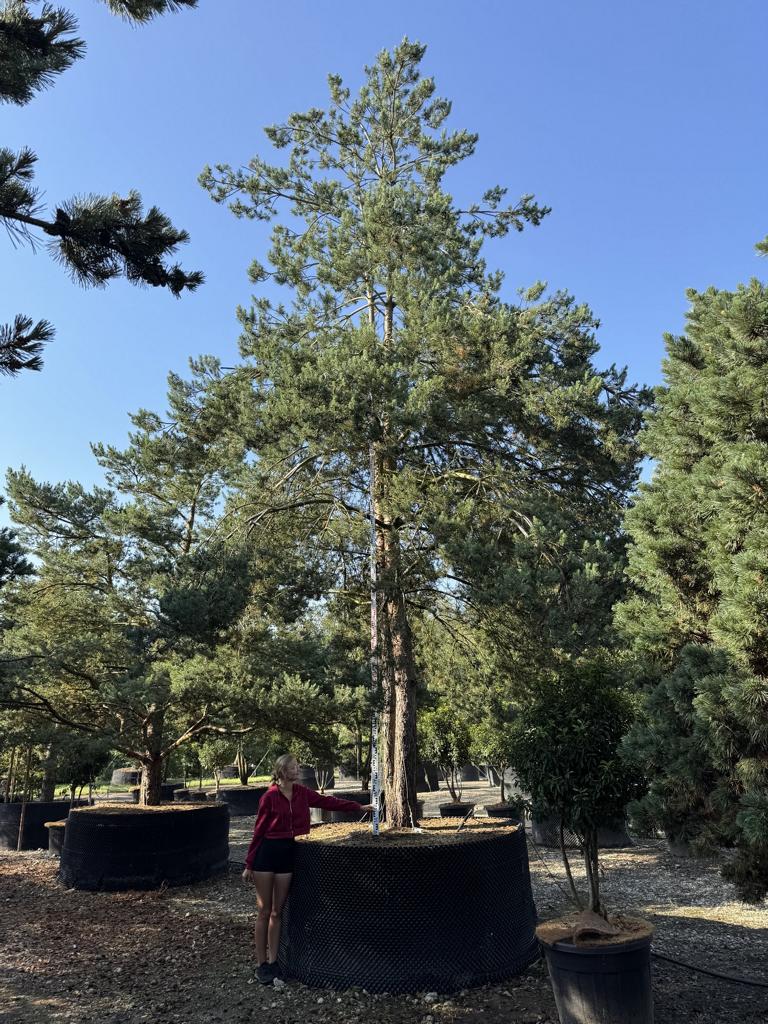 Pinus sylvestris