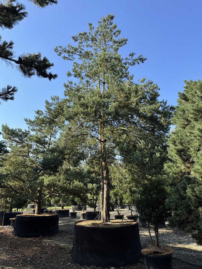 Pinus sylvestris