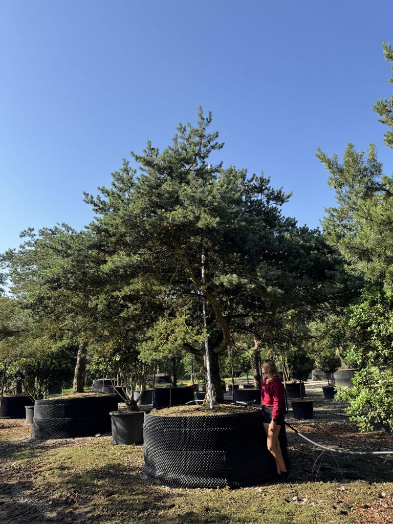 Pinus sylvestris