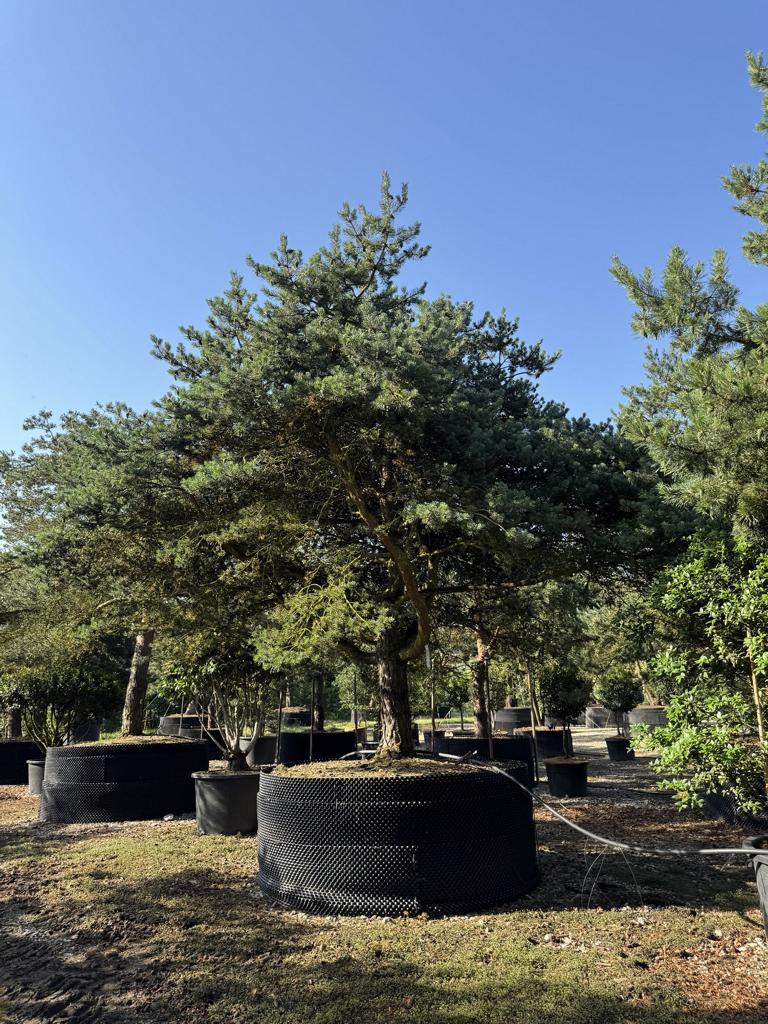 Pinus sylvestris