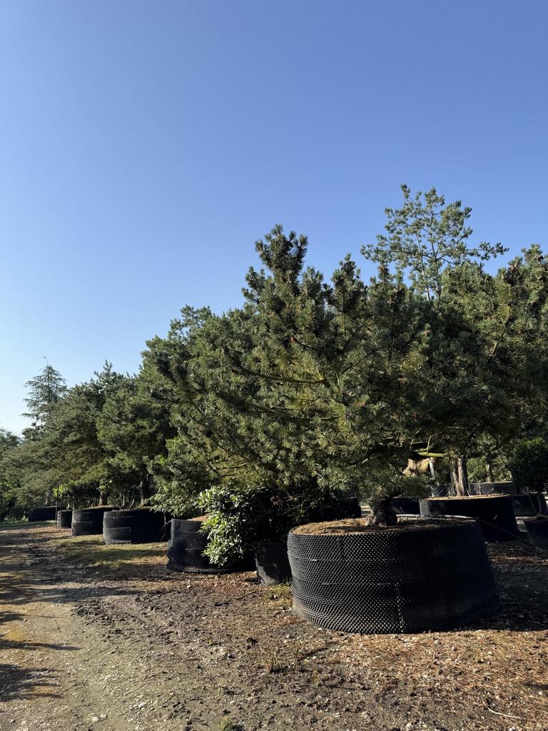 Pinus sylvestris