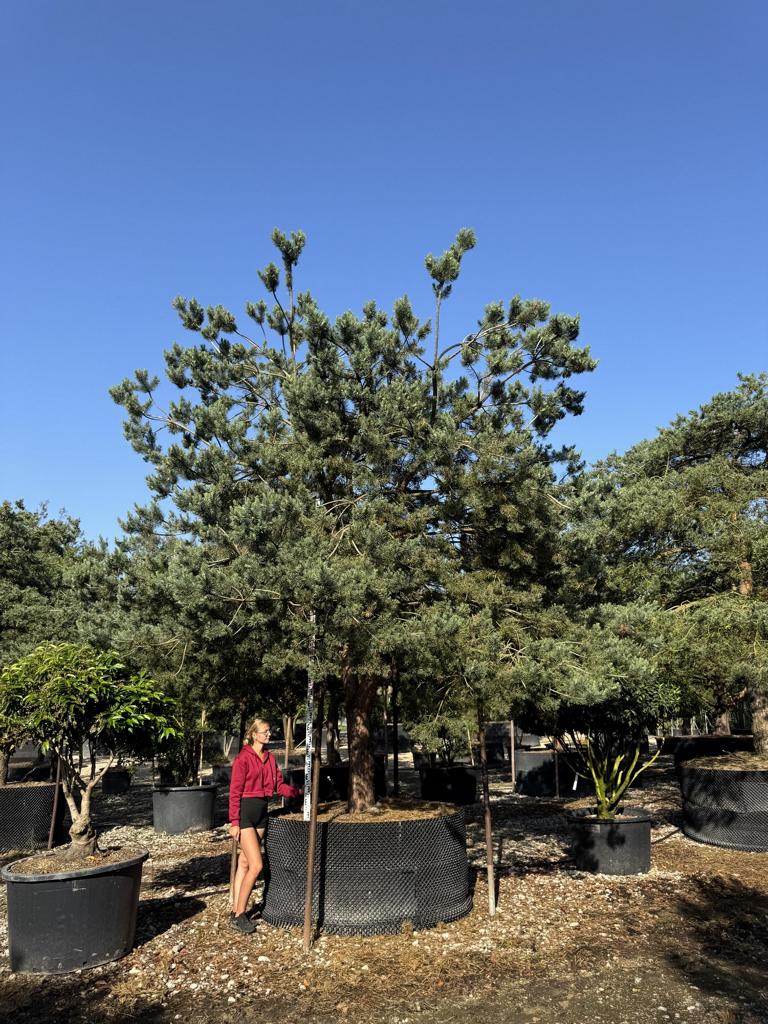 Pinus sylvestris