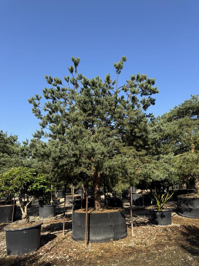 Pinus sylvestris