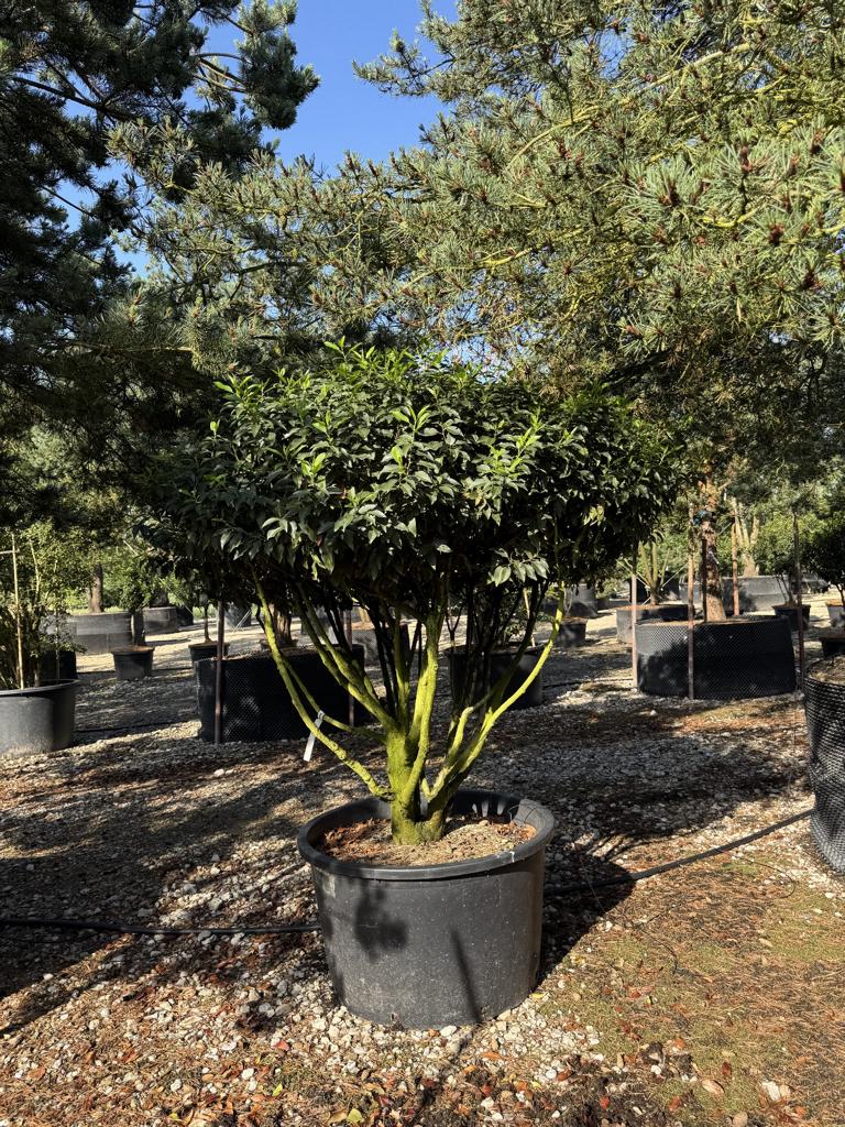 Prunus lusitanica 'Angustifolia' Dachform