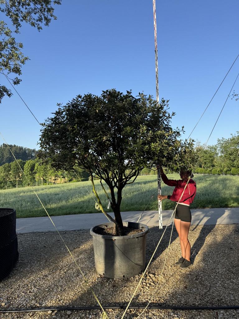 Quercus ilex dachförmig
