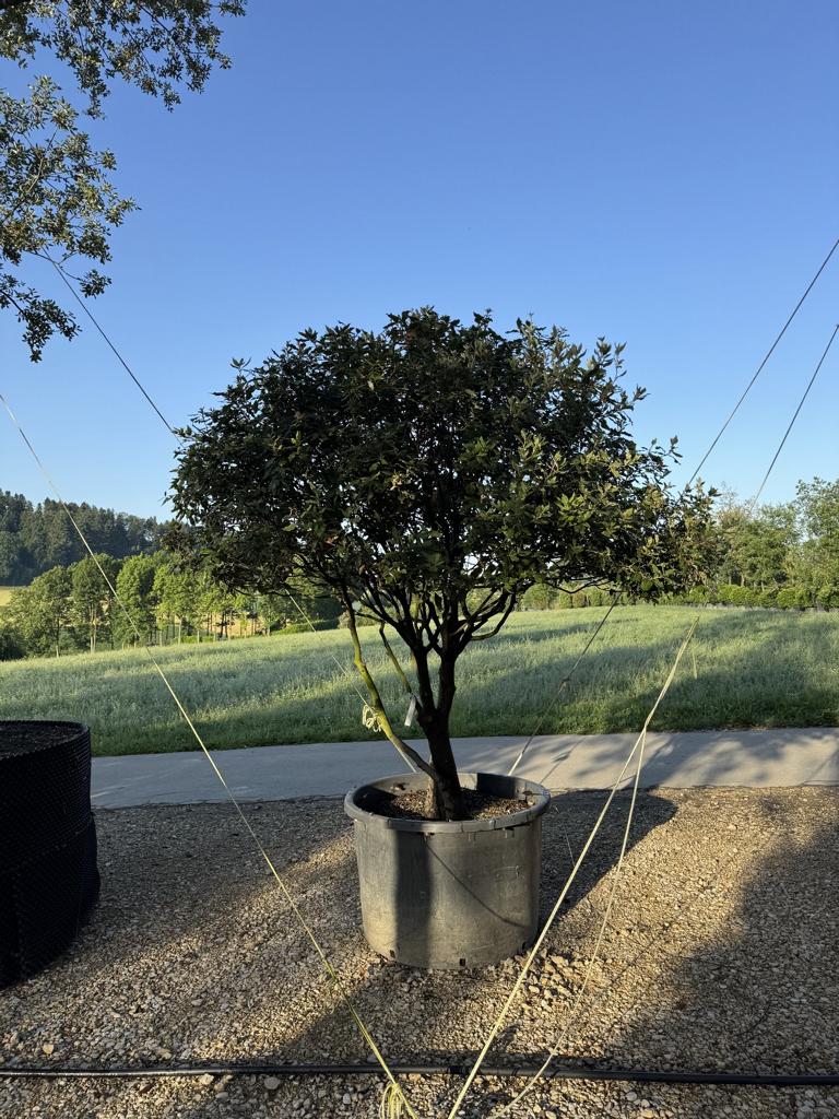 Quercus ilex dachförmig