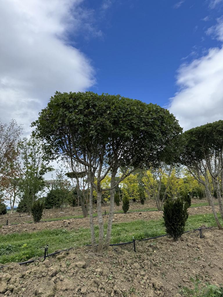 Acer monspessulanum Dachform