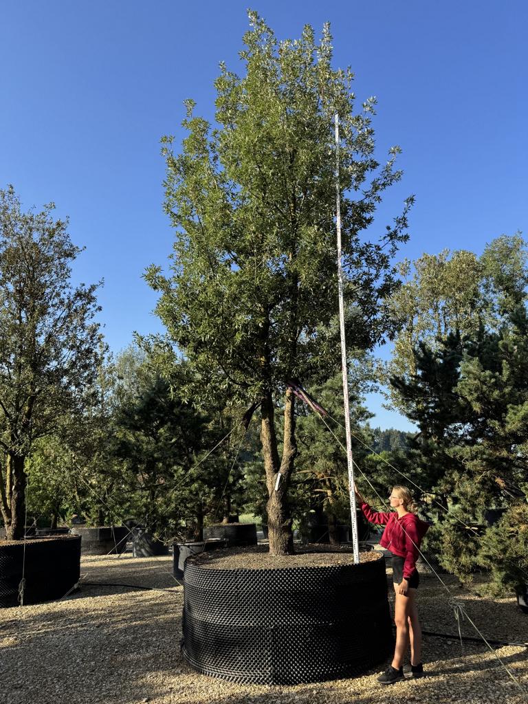 Quercus ilex