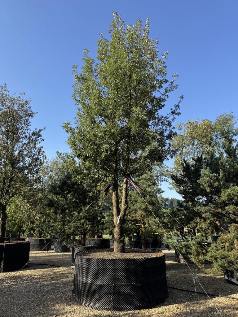 Quercus ilex