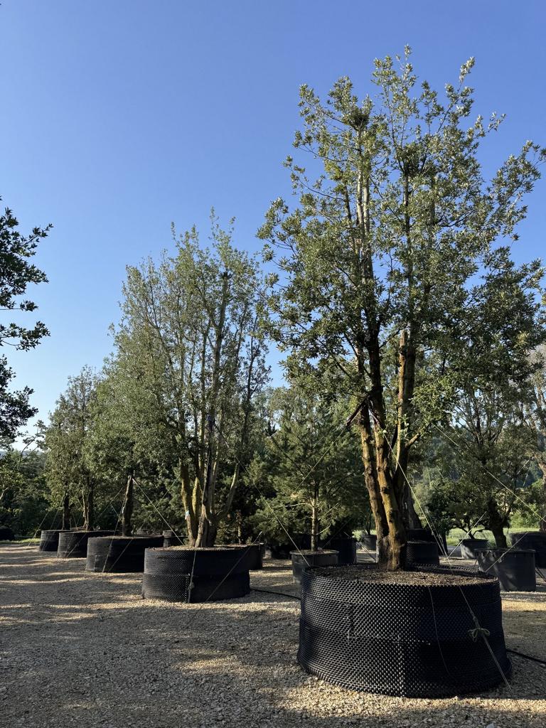 Quercus ilex