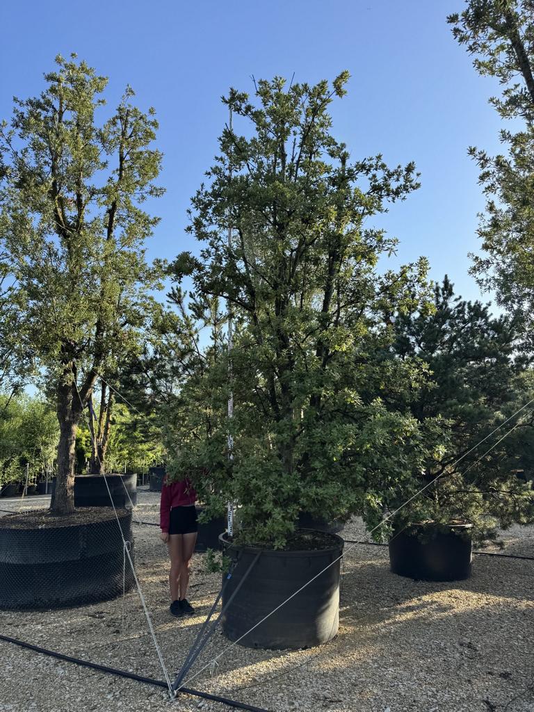 Quercus ilex
