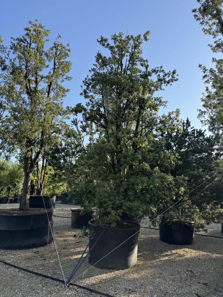 Quercus ilex