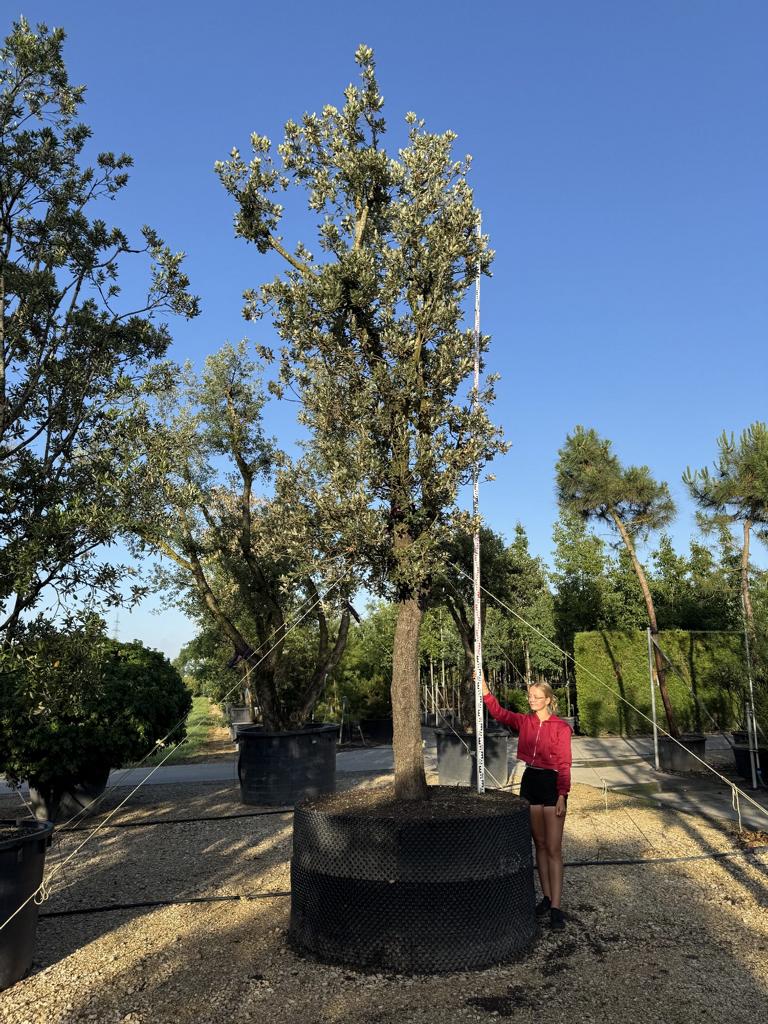 Quercus ilex