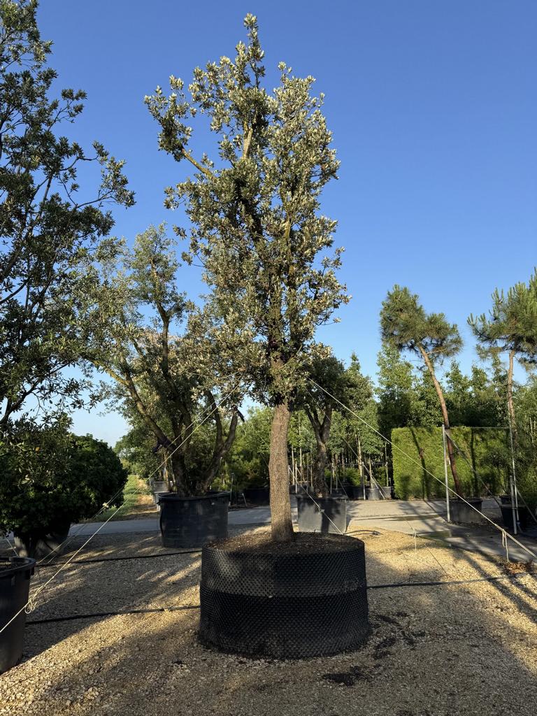 Quercus ilex