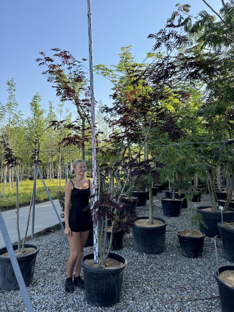 Albizia julibrissin 'Summer Chocolate'